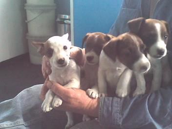 FIST X JACK RUSSELL CACHORROS