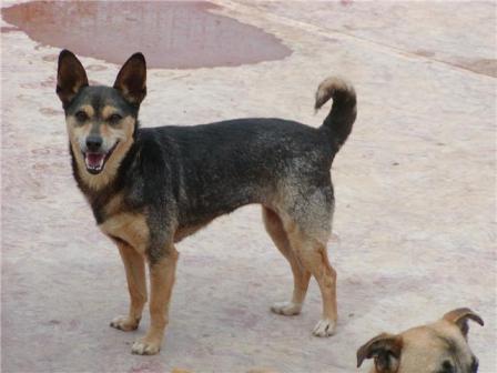 Bimba perrito de tamaño pequeño lo ha pasado muy mal