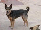 Bimba perrito de tamaño pequeño lo ha pasado muy mal - mejor precio | unprecio.es