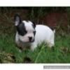 Bulldog frances, lindos - mejor precio | unprecio.es