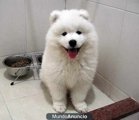Cachorro Samoyedo Hermosa