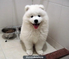 Cachorro Samoyedo Hermosa - mejor precio | unprecio.es