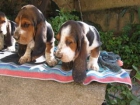 Cachorros de Basset Hound - mejor precio | unprecio.es