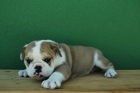 Cachorros de BUlldog ingles , con loe - mejor precio | unprecio.es