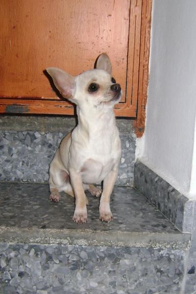 chiguagua grema