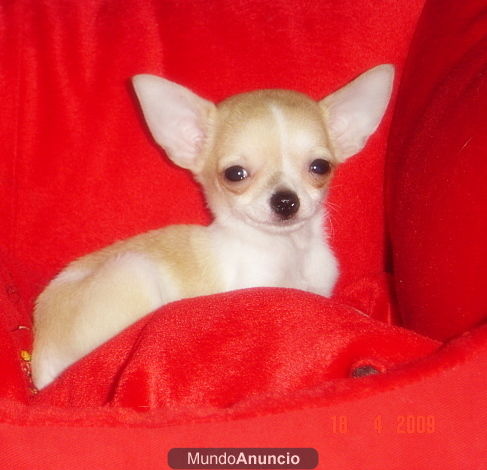 CHIHUAHUA MINIATURA!!! machito bicolor