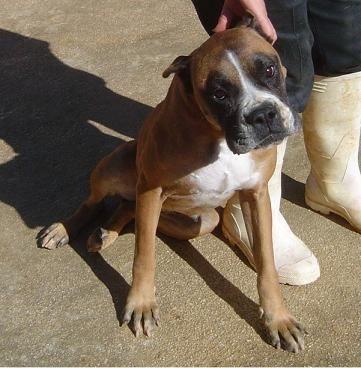 Cleo, perrita bóxer en adopción