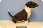 DISPONEMOS DE CACHORROS DE BULLTERRIER EJEMPLARES DE CALIDAD CRIADOS EN FAMILIA - mejor precio | unprecio.es