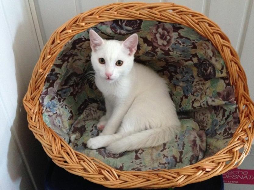 Odei precioso gatito de cuatro meses