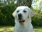 preciosos cachorros de labrador - mejor precio | unprecio.es