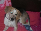 REGALO PERRA..... CRUCE CN BEAGLE - mejor precio | unprecio.es