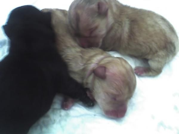 Scottish terrier trigo