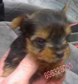 yorkshire terrier