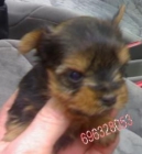 yorkshire terrier - mejor precio | unprecio.es