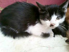 ASLAN, cachorrillo maltratado felino positivo en leucemia necesita hogar --URGE TODA ESPAÑ