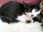ASLAN, cachorrillo maltratado felino positivo en leucemia necesita hogar --URGE TODA ESPAÑ - mejor precio | unprecio.es