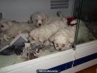 Bichon Maltes machos y hembras a 315 euros - mejor precio | unprecio.es