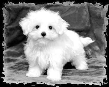 Bichones Malteses con 2 meses