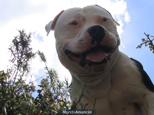 busco hembra de american stanford