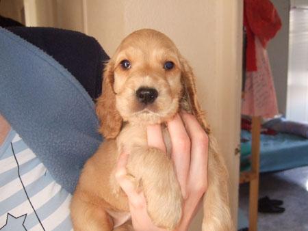 CACHORRITOS COCKER SPANIEL INGLES NIETOS DE CAMPEONES