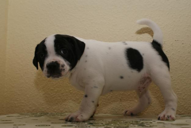 cachorros stafford shire