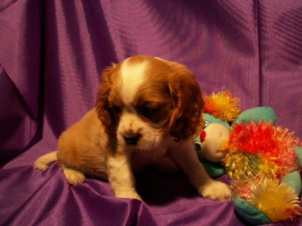 CAVALIER preciosos cachorritos esperando un hogar