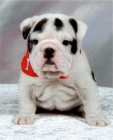 encantadora cachorros Bulldog Inglés - mejor precio | unprecio.es