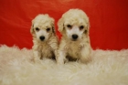 hembritas y machos de caniche**ideales para tu hogar //2meses// - mejor precio | unprecio.es
