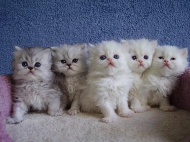 Inicio azul persa gatitos de ojos entrenados.