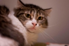 Lady gata de pelo largo y ojos verdes preciosa en adopción - mejor precio | unprecio.es