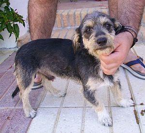 Perrillo cruce de teckel, talla pequeña en adopcion