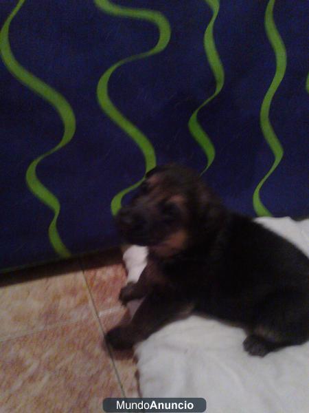 vendo cachorros pastor aleman