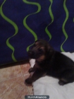 vendo cachorros pastor aleman - mejor precio | unprecio.es