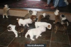 Bulldog Inglés cachorros para su adopción - mejor precio | unprecio.es