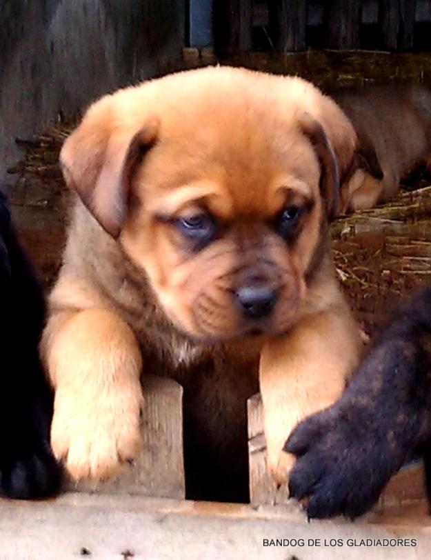 Bandog de Los Gladiadores