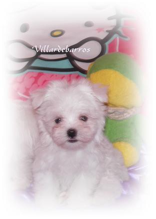 bichon maltes miniaturas