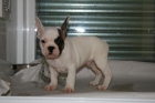 Bulldog frances y carlinos - mejor precio | unprecio.es