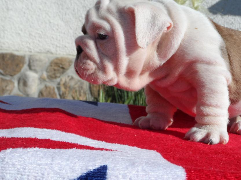 Bulldog Ingles cachorros todo el año