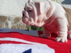 Bulldog Ingles cachorros todo el año - mejor precio | unprecio.es