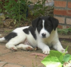 Cachorro tamaño grande en un futuro - mejor precio | unprecio.es