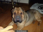 cachorros de sharpei regalados - mejor precio | unprecio.es