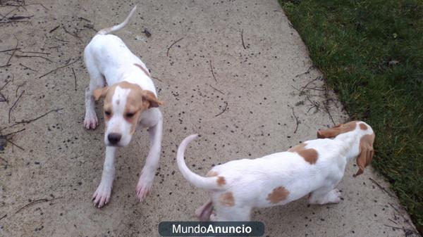 cachorros pointer