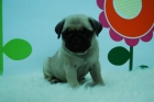 carlino de excelente calidad_machos y hembras disponibles.alta calidad garantizada* - mejor precio | unprecio.es