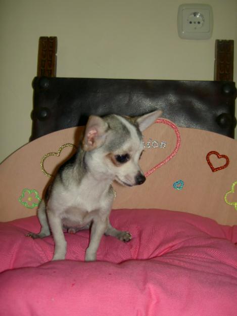 Chihuahuas para San Valentin