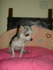 Chihuahuas para San Valentin - mejor precio | unprecio.es