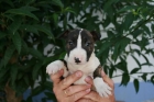 IMPRESIONANTES CACHORROS DE BULL TERRIER - mejor precio | unprecio.es