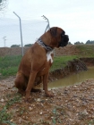 Macho boxer busca hembra para monta. - mejor precio | unprecio.es