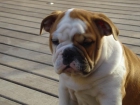 MAGNIFICO BULLDOG INGLES MACHO AFIJO DEL PAPIOL - mejor precio | unprecio.es