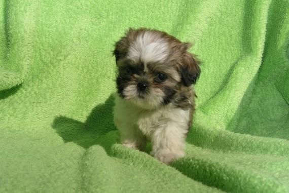 Oferta especial camada de Shih-tzu