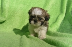 Oferta especial camada de Shih-tzu - mejor precio | unprecio.es